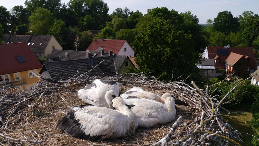 Im Nest auf dem Muhrer Pfarrhaus sind es vier Jungstörche.