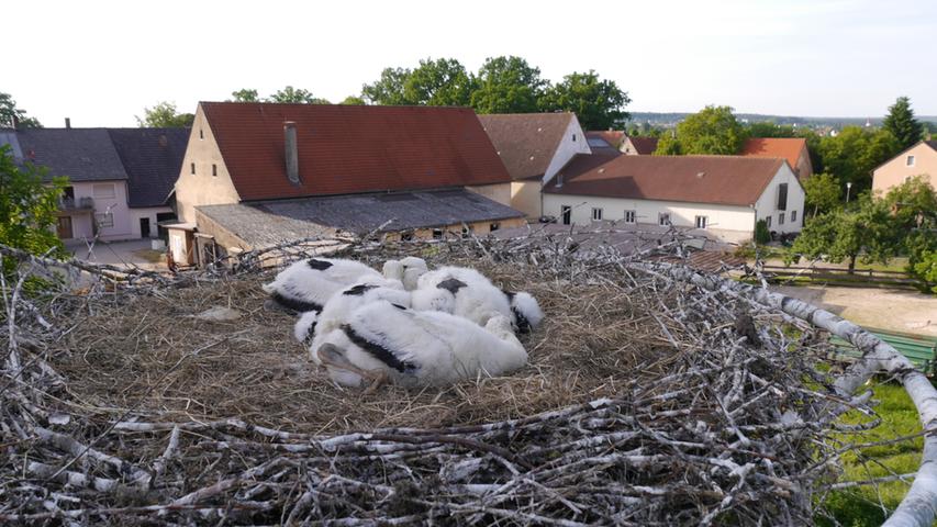  In dem Nest auf einem Mast in Schlungenhof fand der Storchenberinger vom LBV Bernhard Langenegger vier Jungstörche vor.
