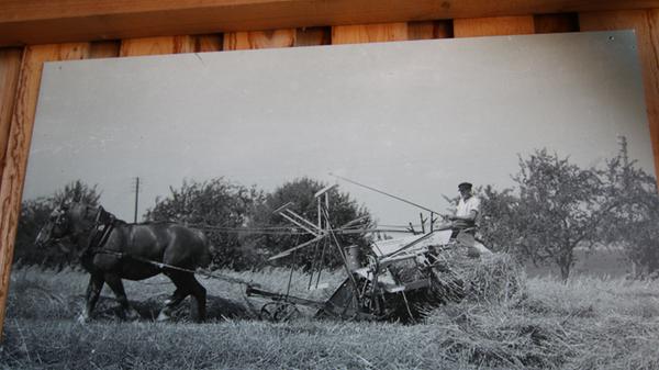 Und damals hatten auch Pferde eine ganz besondere Bedeutung für die Landwirtschaft, wie dieses Bild eines Mähbinders aus den 1930er-Jahren aus dem Ochsenfurter Gau, das aus dem Archiv Menth des Freilandmuseums stammt, zeigt