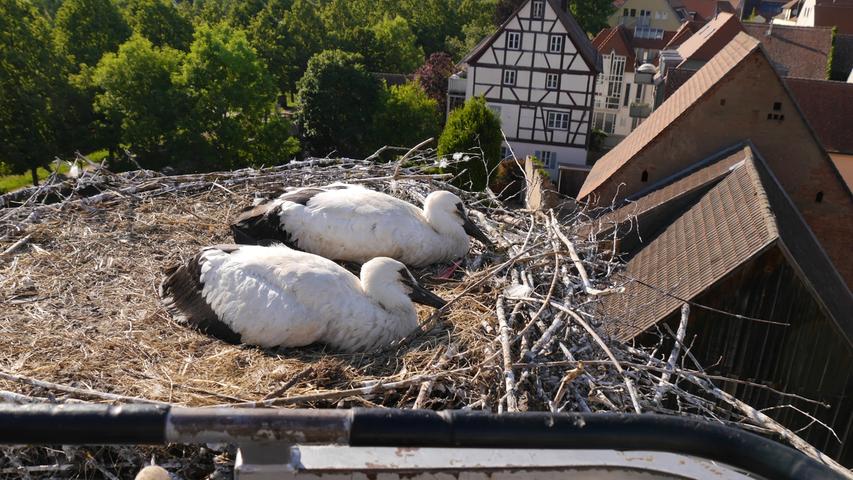 Im Nest auf dem Müller-Markt am Gunzenhäuser Marktplatz fand der Storchenexperte zwei Jungvögel vor, die er begutachtete und beringte.