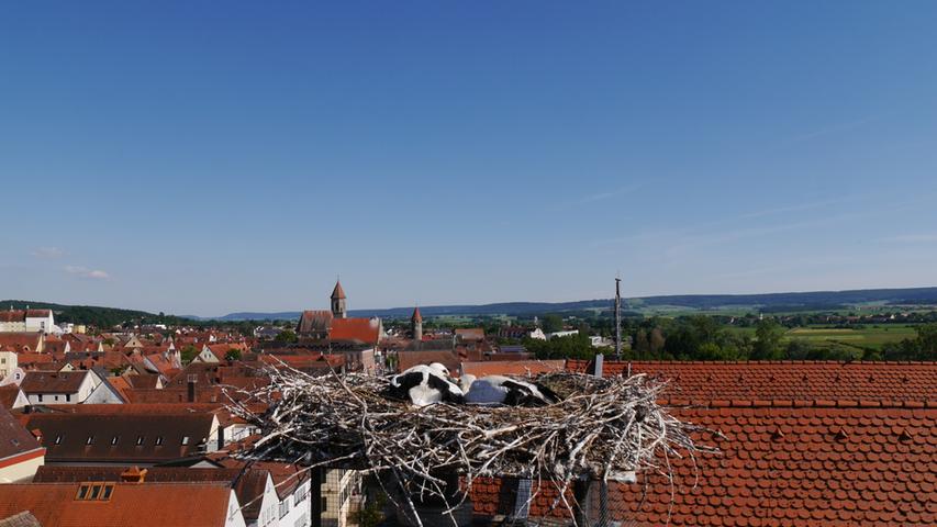 Ein Storchenpaar hatte sich schon im vergangenen auf dem Dach des Modehauses Steingass in Gunzenhausen niedergelassen. Dort gibt es heuer zwei Junge.