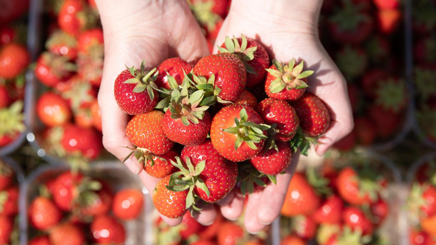 Erdbeeren gehören zu den beliebtesten Früchten. Über 1000 Sorten gibt es weltweit und eine der Süßesten heißt ausgerechnet "Korona".