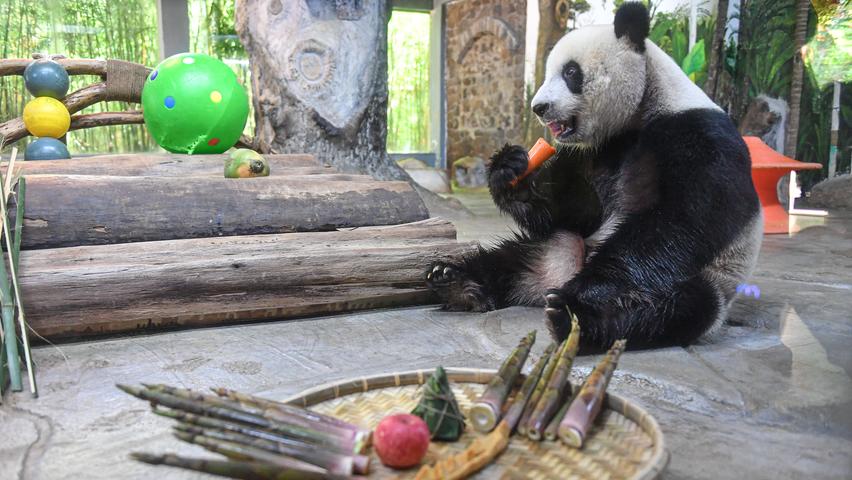 Beim Drachenfest im chinesischen Hainan bekommt Panda Gong Gong einen Teller voller Leckereien.