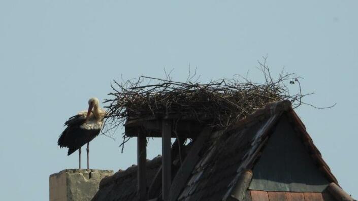 Das Nest auf dem Wassertor ist verlassen, der Storch putzt sein durchnässtes Gefieder. Zuvor schien es so, als ob es doch Hoffnung auf Nachwuchs geben könnte. Das Nest auf dem Wassertor ist verlassen, der Storch putzt sein durchnässtes Gefieder. Zuvor schien es so, als ob es doch Hoffnung auf Nachwuchs geben könnte.