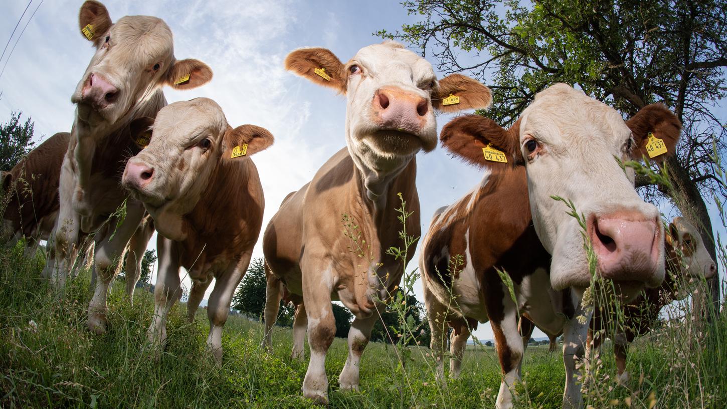 Kühe auf einer Weide: Ein bayernweites Verbot alleine hilft wenig. 
