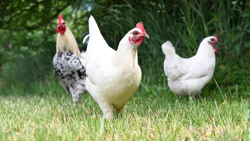 Anders in Indonesien: Die Behörden des Bezirks Cianjur in der Provinz Westjava haben ein Programm gestartet, bei dem Geimpfte ab 45 Jahren als Geschenk ein lebendiges Huhn bekommen.