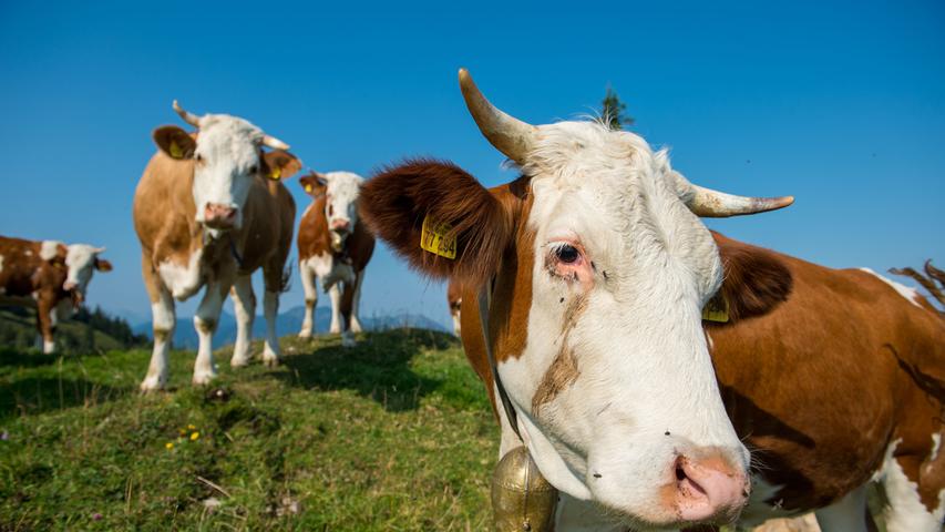 Auf dem Land herrschen auch in China andere Sitten: Im Bezirk Mae Chaem im Norden von Chiang Mai, wo viele Einwohner Viehzüchter sind, haben die Behörden diesen Monat eine Verlosung mit Kühen gestartet, die sich bereits als Erfolg erwiesen hat.