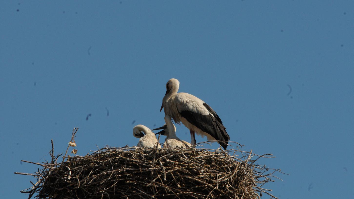 Auch wenn sie dem Fotografen den Rücken zudrehen: Wenn man genau hinschaut, sieht man drei Jungstörche, auf die einer der Altstörche hier aufpasst. Der andere ist gerade auf Futtersuche.
Auch wenn sie dem Fotografen den Rücken zudrehen: Wenn man genau hinschaut, sieht man drei Jungstörche, auf die einer der Altstörche hier aufpasst. Der andere ist gerade auf Futtersuche.
