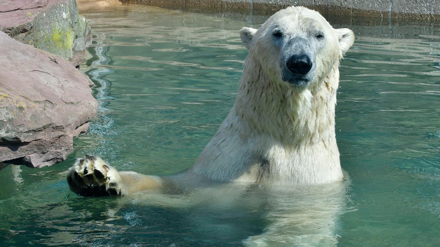 Für diesen Eisbären bietet das Wasser eine schöne Abkühlung. Was Tieren sonst gegen die Hitze hilft, verrät die Kinderzeitung "nanu!?" in ihrer Ausgabe vom 2. Juli.
Für diesen Eisbären bietet das Wasser eine schöne Abkühlung. Was Tieren sonst gegen die Hitze hilft, verrät die Kinderzeitung "nanu!?" in ihrer Ausgabe vom 2. Juli.