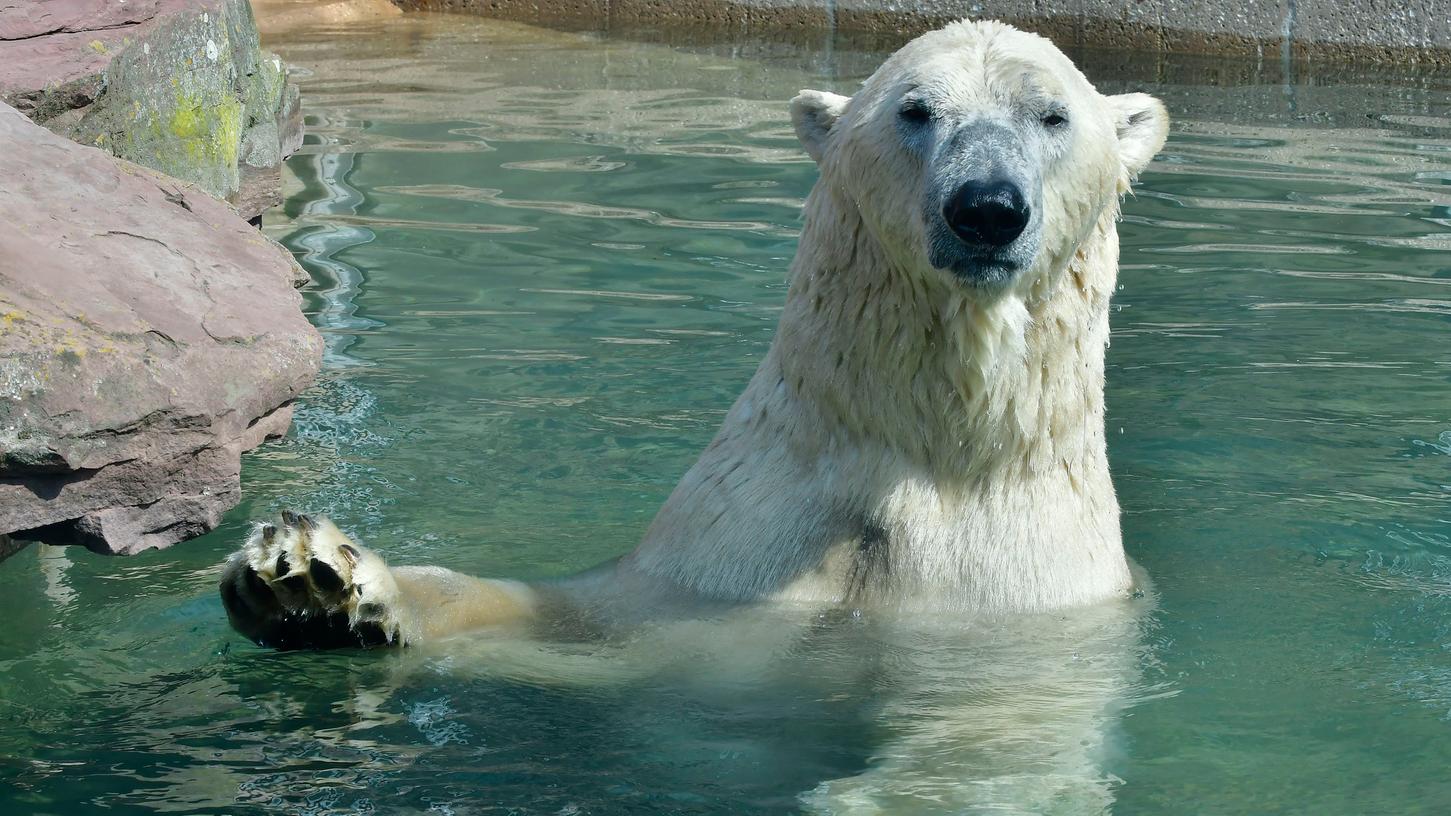 Für diesen Eisbären bietet das Wasser eine schöne Abkühlung. Was Tieren sonst gegen die Hitze hilft, verrät die Kinderzeitung "nanu!?" in ihrer Ausgabe vom 2. Juli.