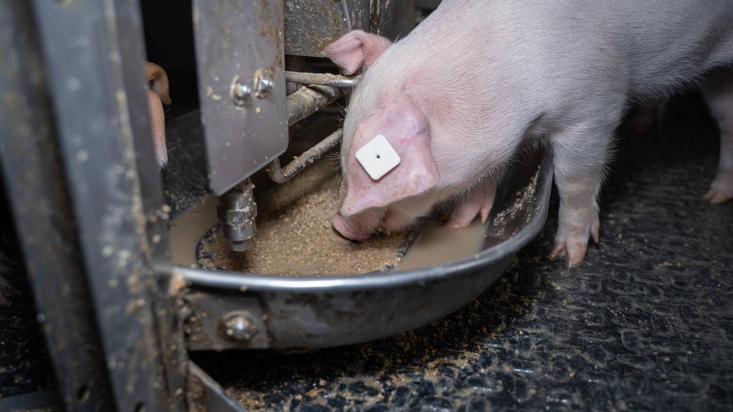 Schweine sollen in Kulmbach zukünftig besser gehalten werden.