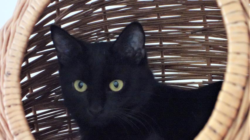 Ein ruhiges Zuhause wäre auch für den schwarzen Kater „Martin“ der Wunsch, denn auch er zählt zu den scheuen Katzen, die erst einmal kein Vertrauen zu Menschen haben. In der Dorfscheune, in der er zusammen mit seinem ebenso scheuen Geschwisterchen gefunden wurde, gab es keine Gelegenheit, Menschen näher kennen zu lernen. „Martin“ ist etwa 1 Jahr alt und er braucht ein Zuhause bei geduldigen Menschen, die schon Erfahrung mit scheuen Katzen haben.
Um die Ausbreitung der Pandemie nicht zu fördern und um unsere Mitarbeiter und Besucher zu schützen, wurde das Tierheim Neumarkt komplett für Besucher, Gassigeher und Katzenstreichler geschlossen. Um den Tieren jedoch nicht die Chance auf ein neues Zuhause zu verbauen, finden Tiervermittlung und Beratung dennoch telefonisch beziehungsweise nach vorheriger Terminvereinbarung zwischen 14.30 und 17 Uhr unter Telefon (0 91 81) 2 28 62 statt. In Notfällen und im Falle von Fundtieren ist das Tierheim ebenfalls unter dieser Telefonnummer erreichbar. Hier geht es zur Internet-Seite des Tierheims.
Ein ruhiges Zuhause wäre auch für den schwarzen Kater „Martin“ der Wunsch, denn auch er zählt zu den scheuen Katzen, die erst einmal kein Vertrauen zu Menschen haben. In der Dorfscheune, in der er zusammen mit seinem ebenso scheuen Geschwisterchen gefunden wurde, gab es keine Gelegenheit, Menschen näher kennen zu lernen. „Martin“ ist etwa 1 Jahr alt und er braucht ein Zuhause bei geduldigen Menschen, die schon Erfahrung mit scheuen Katzen haben.
Um die Ausbreitung der Pandemie nicht zu fördern und um unsere Mitarbeiter und Besucher zu schützen, wurde das Tierheim Neumarkt komplett für Besucher, Gassigeher und Katzenstreichler geschlossen. Um den Tieren jedoch nicht die Chance auf ein neues Zuhause zu verbauen, finden Tiervermittlung und Beratung dennoch telefonisch beziehungsweise nach vorheriger Terminvereinbarung zwischen 14.30 und 17 Uhr unter Telefon (0 91 81) 2 28 62 statt. In Notfällen und im Falle von Fundtieren ist das Tierheim ebenfalls unter dieser Telefonnummer erreichbar. Hier geht es zur Internet-Seite des Tierheims.