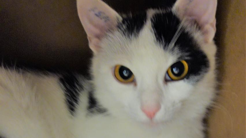 Als die schwarz-weiße Katze „Shirin“ ins Tierheim kam, war sie hochträchtig, aber eigentlich selbst noch viel zu jung, um die Kätzchen austragen zu können. Leider sind auch alle ihre Kätzchen kurz nach der Geburt gestorben. Nun ist die etwa 8 Monate alte „Shirin“ selbst auf der Suche nach einem neuen Zuhause bei ruhigen, netten Menschen, die ihr noch etwas Geduld entgegenbringen und ihr die Zeit und Gelegenheit geben, sich einzugewöhnen. Ein Häuschen im Grünen, verkehrsarm gelegen, würde ihr sicher gefallen.
Um die Ausbreitung der Pandemie nicht zu fördern und um unsere Mitarbeiter und Besucher zu schützen, wurde das Tierheim Neumarkt komplett für Besucher, Gassigeher und Katzenstreichler geschlossen. Um den Tieren jedoch nicht die Chance auf ein neues Zuhause zu verbauen, finden Tiervermittlung und Beratung dennoch telefonisch beziehungsweise nach vorheriger Terminvereinbarung zwischen 14.30 und 17 Uhr unter Telefon (0 91 81) 2 28 62 statt. In Notfällen und im Falle von Fundtieren ist das Tierheim ebenfalls unter dieser Telefonnummer erreichbar. Hier geht es zur Internet-Seite des Tierheims.
Als die schwarz-weiße Katze „Shirin“ ins Tierheim kam, war sie hochträchtig, aber eigentlich selbst noch viel zu jung, um die Kätzchen austragen zu können. Leider sind auch alle ihre Kätzchen kurz nach der Geburt gestorben. Nun ist die etwa 8 Monate alte „Shirin“ selbst auf der Suche nach einem neuen Zuhause bei ruhigen, netten Menschen, die ihr noch etwas Geduld entgegenbringen und ihr die Zeit und Gelegenheit geben, sich einzugewöhnen. Ein Häuschen im Grünen, verkehrsarm gelegen, würde ihr sicher gefallen.
Um die Ausbreitung der Pandemie nicht zu fördern und um unsere Mitarbeiter und Besucher zu schützen, wurde das Tierheim Neumarkt komplett für Besucher, Gassigeher und Katzenstreichler geschlossen. Um den Tieren jedoch nicht die Chance auf ein neues Zuhause zu verbauen, finden Tiervermittlung und Beratung dennoch telefonisch beziehungsweise nach vorheriger Terminvereinbarung zwischen 14.30 und 17 Uhr unter Telefon (0 91 81) 2 28 62 statt. In Notfällen und im Falle von Fundtieren ist das Tierheim ebenfalls unter dieser Telefonnummer erreichbar. Hier geht es zur Internet-Seite des Tierheims.