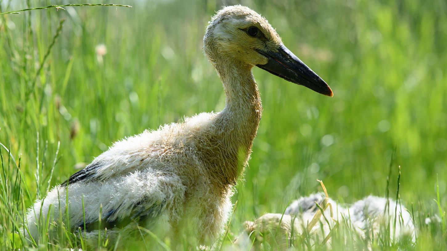 Ein junger Storch spaziert über eine Wiese. In Mühlhausen soll es bald ein Biotop für Meister Adebar geben.
Ein junger Storch spaziert über eine Wiese. In Mühlhausen soll es bald ein Biotop für Meister Adebar geben.