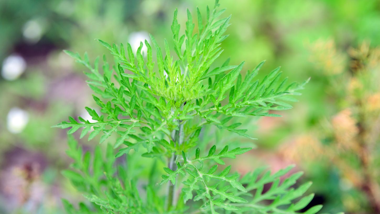 Heftige Allergien drohen: Diese Pflanze ist in der Region auf dem Vormarsch | Nordbayern