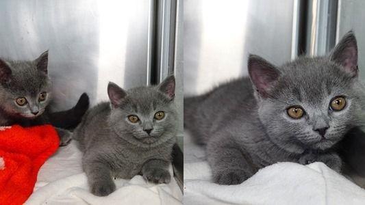 Ein Schmuggler wollte drei süße Katzen nach Frankfurt bringen. Auf der A6 wurde er aufgehalten. Die Kätzchen wurden ihm abgenommen.
Ein Schmuggler wollte drei süße Katzen nach Frankfurt bringen. Auf der A6 wurde er aufgehalten. Die Kätzchen wurden ihm abgenommen.