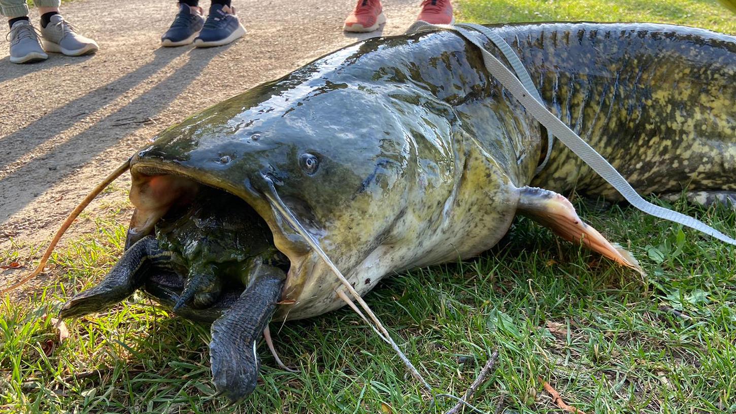 Eine Rotwangenschildkröte steckt im Maul eines riesigen, toten Wels am Ufer eines Göttinger Kiessees. 