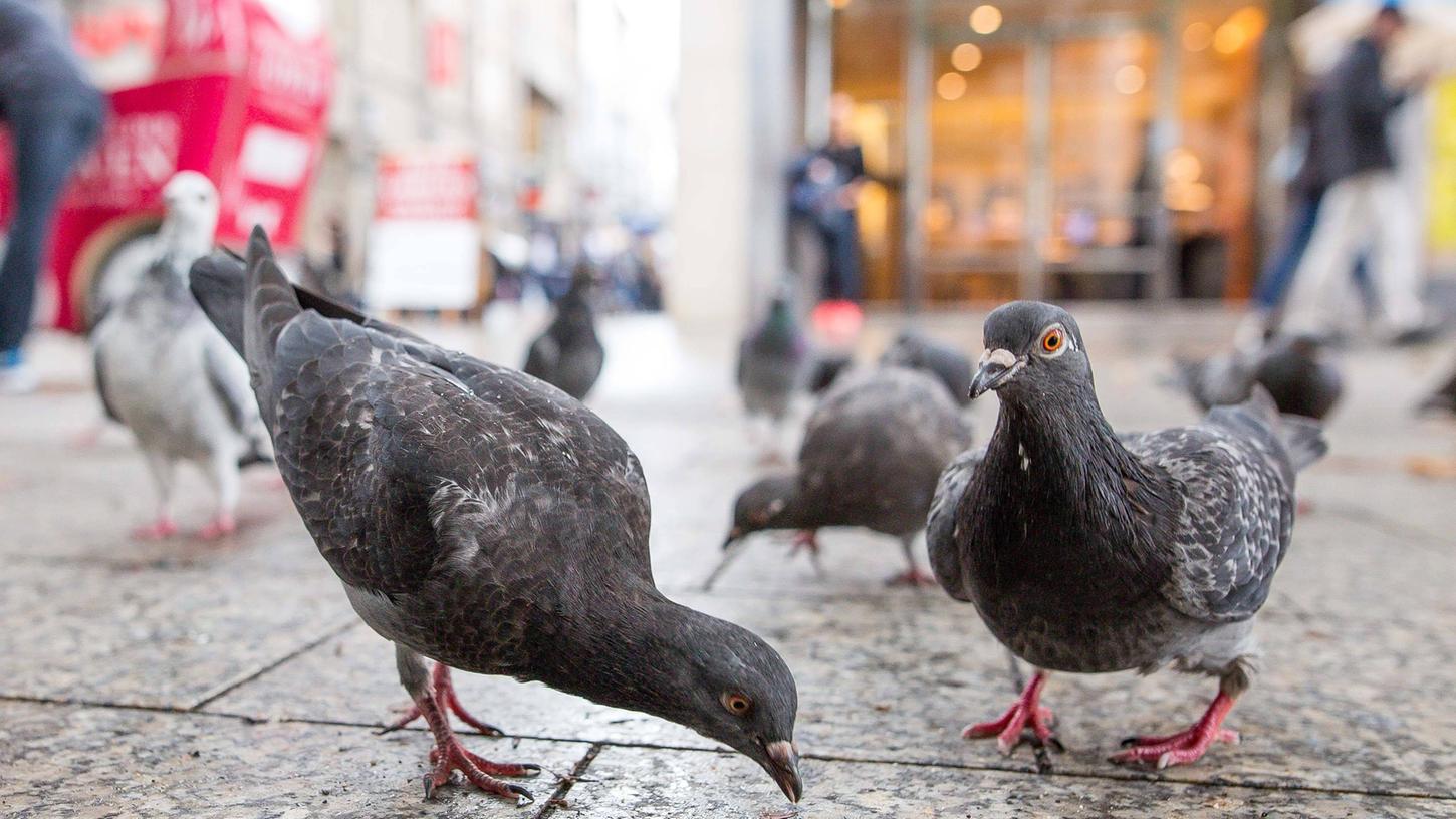 Von der angesehen Brieftaube bis zur "Ratte der Lüfte": Stadttauben haben eine lange Geschichte und liefern in der Gegenwart immer wieder Zündstoff für hitzige Diskussionen. Das zeigt auch ein auf Social Media heftig diskutierter Fall aus Franken, bei dem eine Frau von einem Gericht wegen Taubenfütterung verurteilt wurde. Von der angesehen Brieftaube bis zur "Ratte der Lüfte": Stadttauben haben eine lange Geschichte und liefern in der Gegenwart immer wieder Zündstoff für hitzige Diskussionen. Das zeigt auch ein auf Social Media heftig diskutierter Fall aus Franken, bei dem eine Frau von einem Gericht wegen Taubenfütterung verurteilt wurde.
