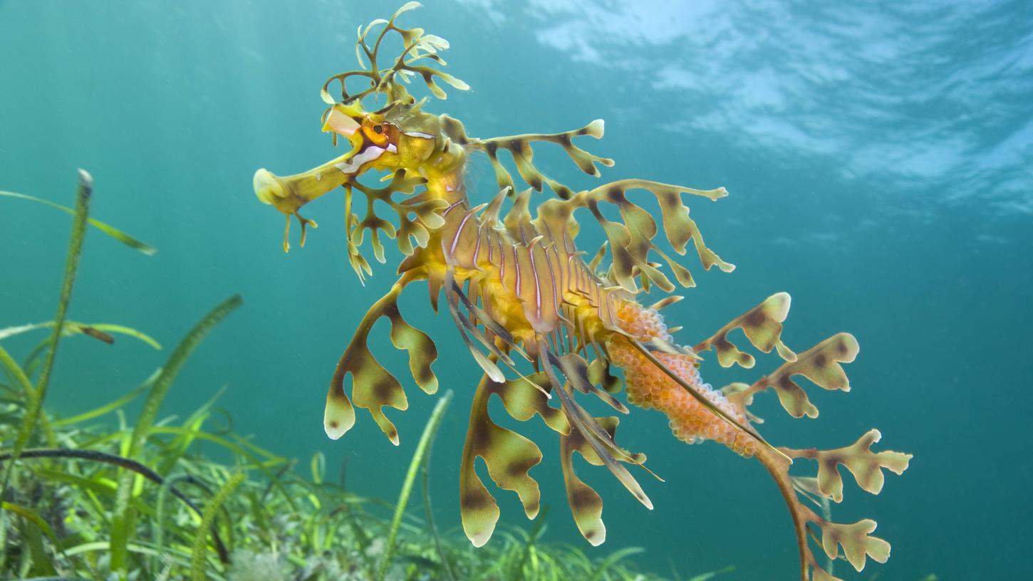 Die Seepferdchen gehören zu den Knochenfischen.