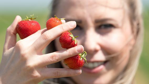 Weißenburg-Gunzenhausen: Hier gibt's Erdbeeren zum selber pflücken
