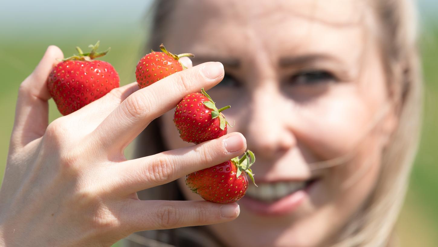 Weißenburg-Gunzenhausen: Hier gibt's Erdbeeren zum selber pflücken Weißenburg-Gunzenhausen: Hier gibt's Erdbeeren zum selber pflücken