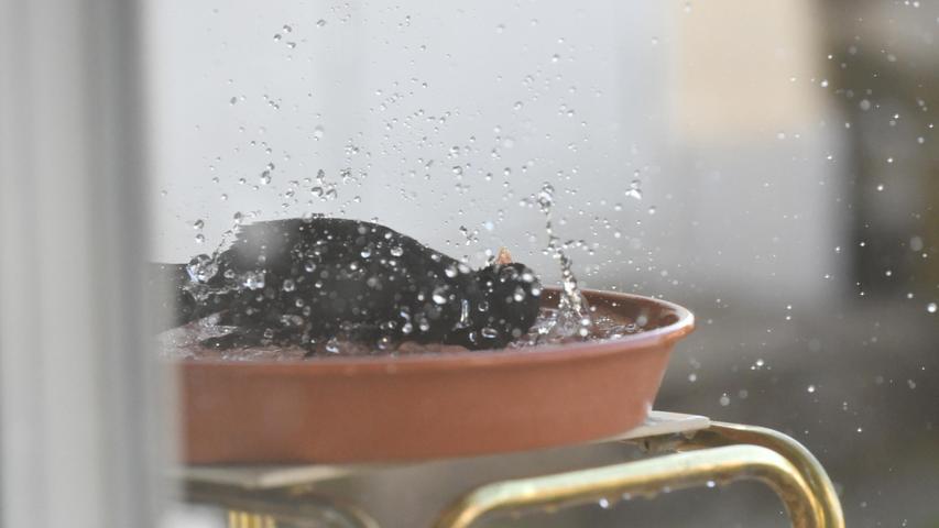 Eine reinliche Amsel hat auch mal Badetag - auf einer Neumarkter Terrasse war das im Regen ganz eindeutig zu sehen. Laut Fotograf ist sie danach quicklebendig weitergeflogen.