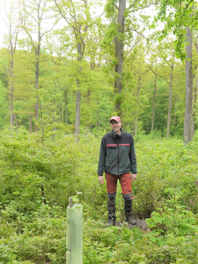 Im Vordergrund spitzt eine junge Elsbeere aus ihrer Wuchshülle. Besonders wertvoll ist aber für Forstamtmann Bernhard Leidel der wilde Eichen-Nachwuchs an dieser Auslichtung im westlichen Burgstallwald.