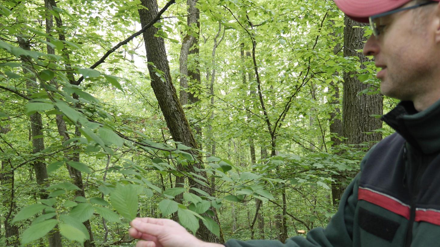 Ulmen sind nicht so häufig vertreten in der Burgstallwald-Familie, wo vorrangig Eichen und Hainbuchen den Ton angeben.