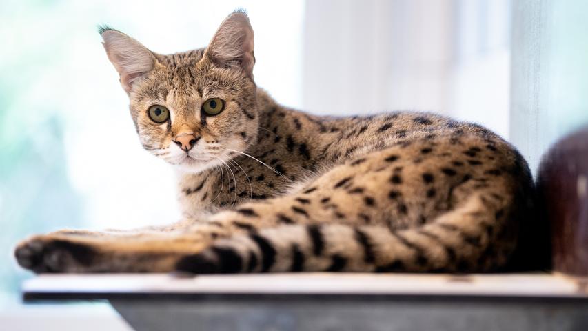 "Leopard" im Wohnzimmer: Exotische Katzen als Trend-Haustiere