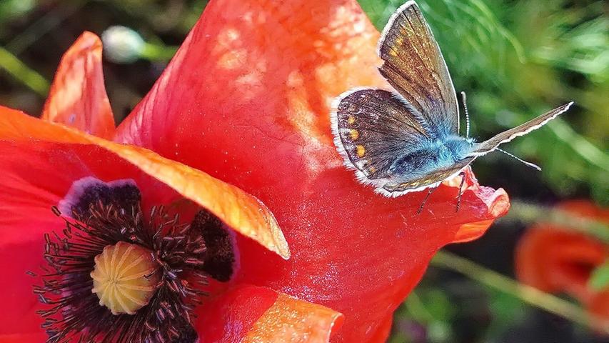Ein Schmetterling auf einer Mohnblume.