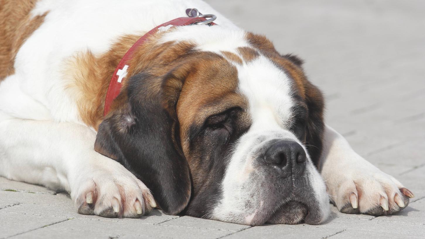 Ein Bernhardinerhund wurde in Gnotzheim vermutlich auf dem heimischen Grundstück vergiftet.
