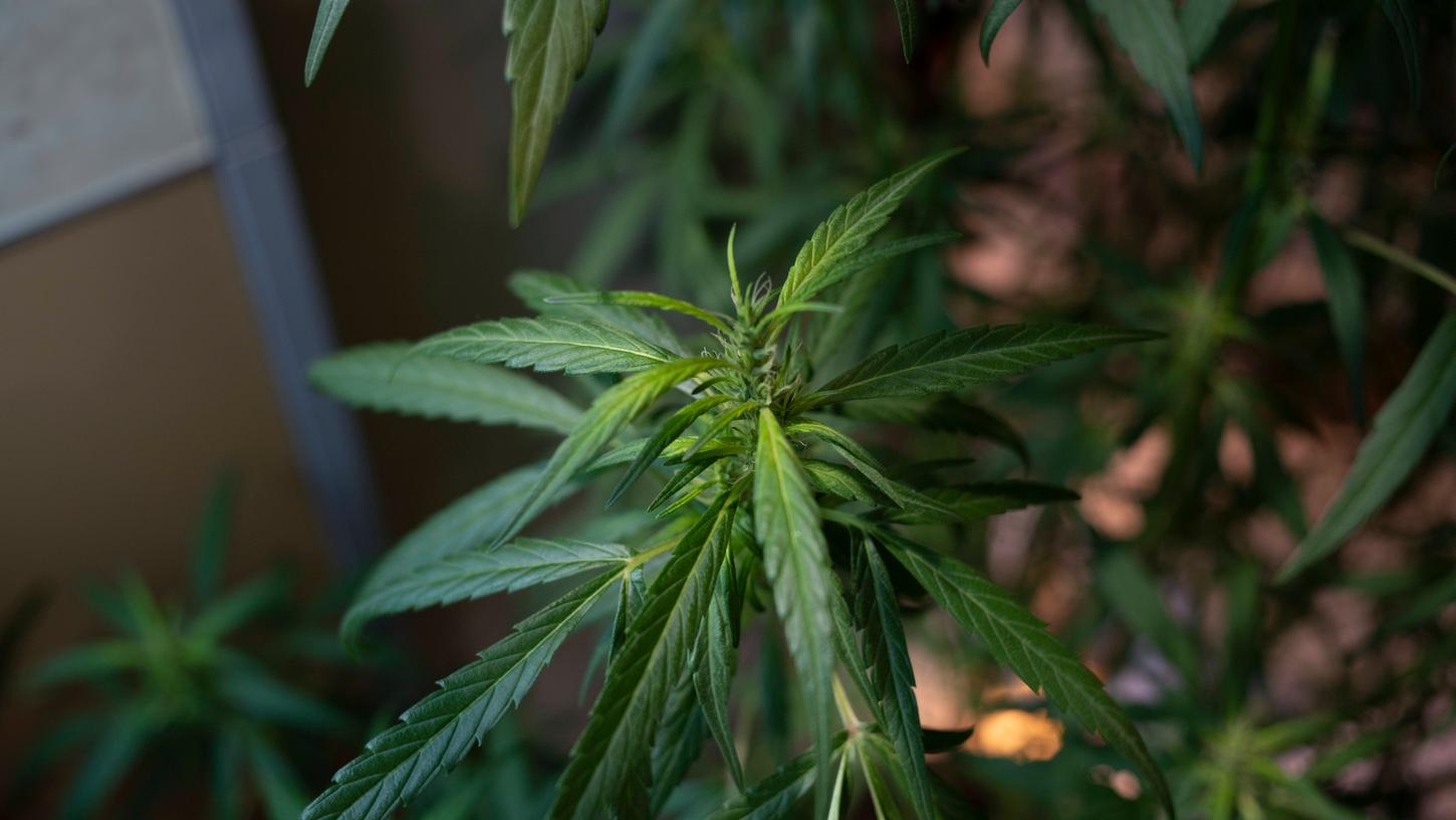 Sollte das Gesetz tatsächlich in Kraft treten, wäre der Besitz von bis zu vier Cannabispflanzen erlaubt.