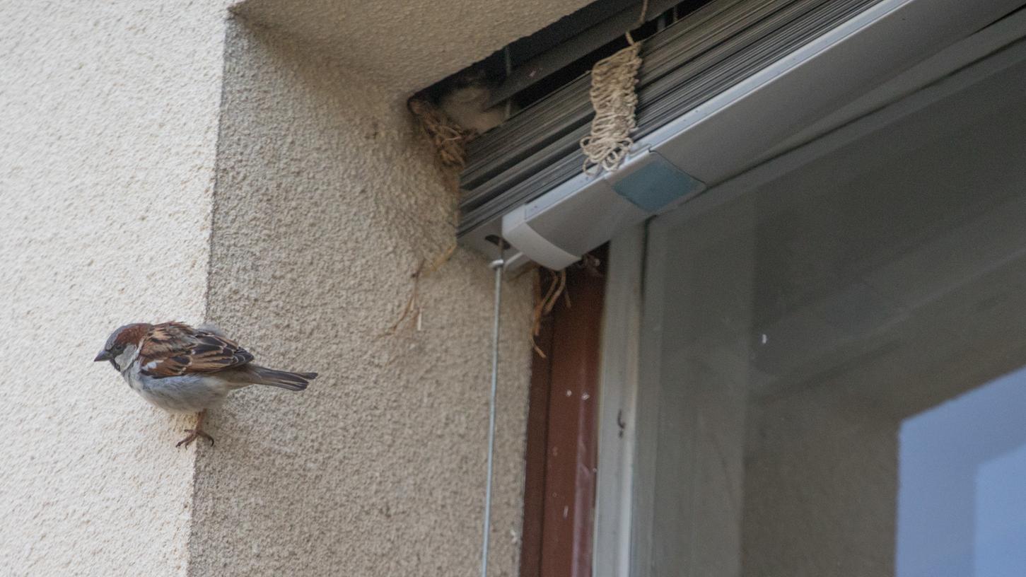 Wenn Gebäude renoviert werden, haben Vögel, die in Ritzen und anderen Hohlräumen an den Mauern brüten, oft das Nachsehen.