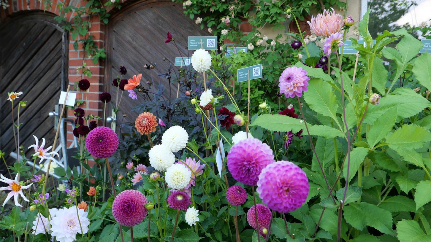 Blüten über Blüten in der Königlichen Gartenakademie in Dahlem. Blüten über Blüten in der Königlichen Gartenakademie in Dahlem.