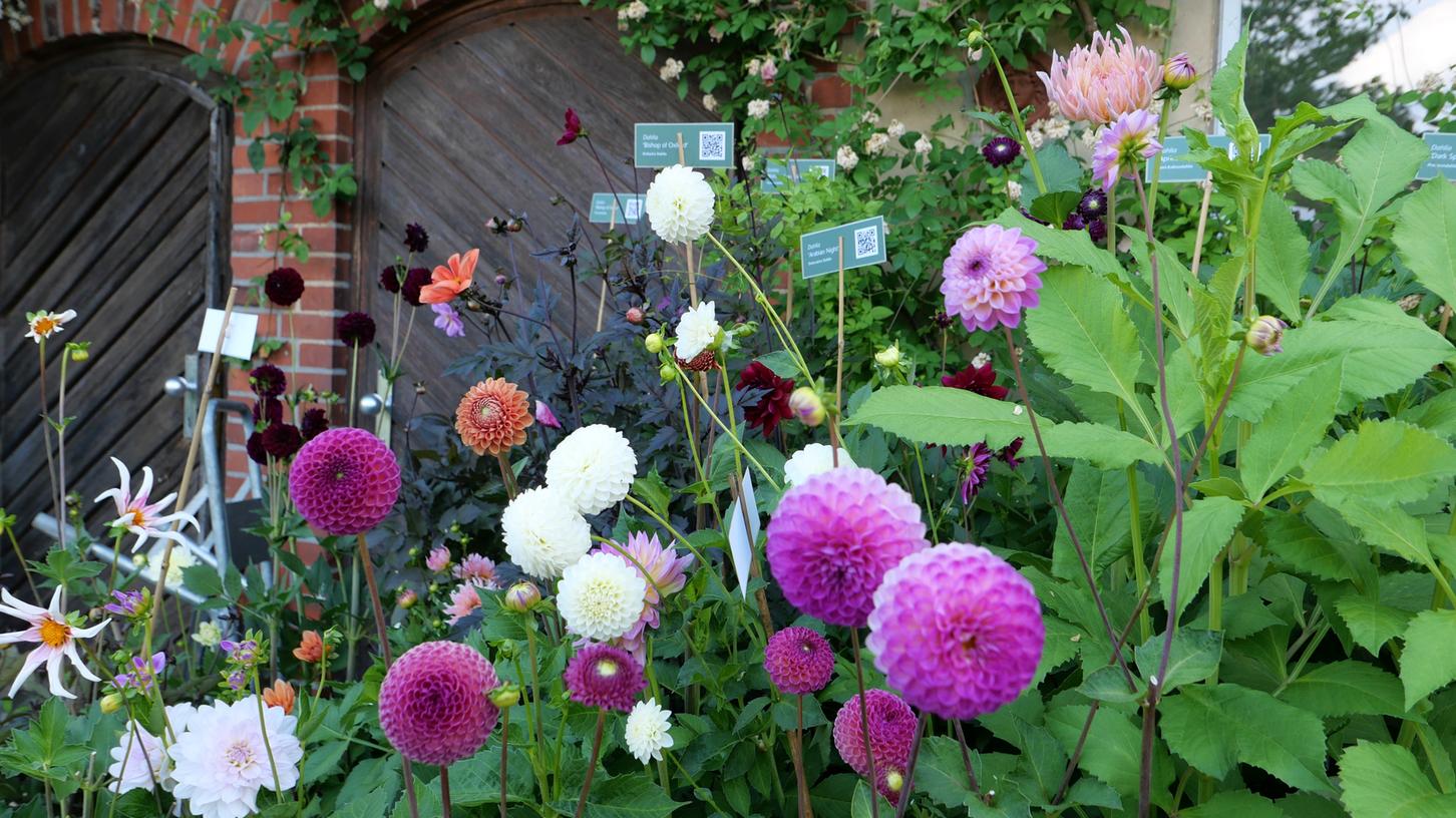 Baumer blüht in der Königlichen Gartenakademie auf