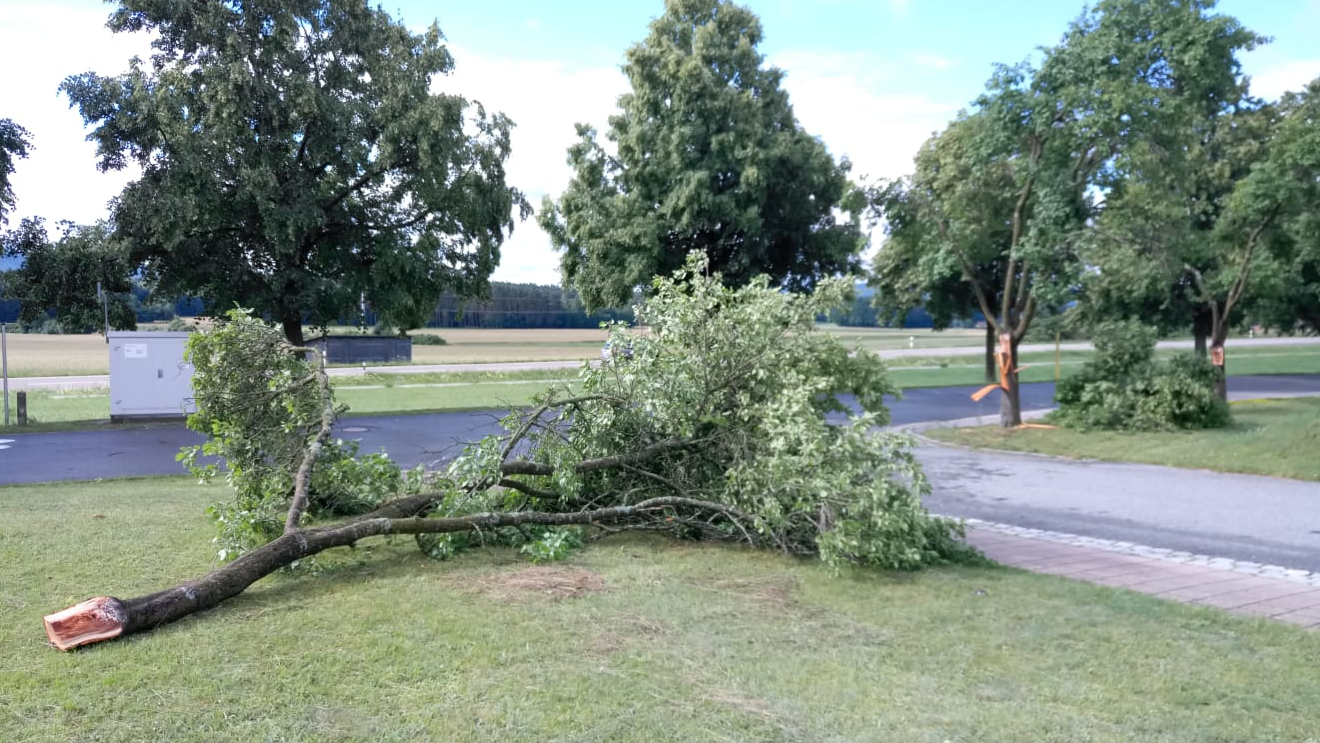 Der Sturm fegte auch über Buchberg und schubste mitunter diesen Baum um. Der Sturm fegte auch über Buchberg und schubste mitunter diesen Baum um.