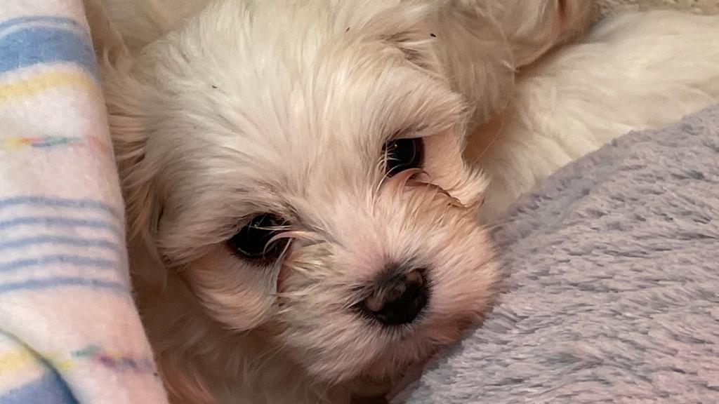 Das Tierheim Nürnberg kümmert sich um die Welpen, die bei einem illegalen Transport beschlagnahmt worden sind: Die rechtliche Lage ist nach wie vor ungeklärt.
Das Tierheim Nürnberg kümmert sich um die Welpen, die bei einem illegalen Transport beschlagnahmt worden sind: Die rechtliche Lage ist nach wie vor ungeklärt.
