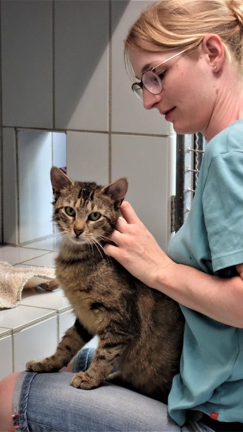 Der getigerte Kater „Hardy“ würde dagegen eher einen Einzelplatz bevorzugen bei Menschen, die schon Katzenerfahrung haben, denn der etwa eineinhalb Jahre alte Kater scheint mit Menschen nicht die besten Erfahrungen gemacht zu haben. Als er vor mehreren Wochen als Fundtier ins Tierheim kam, war er sehr skeptisch, wenn ihn jemand anfassen wollte, und „Hardy“ fuhr dann auch blitzschnell seine Krallen aus. Inzwischen hat er gelernt, dass es sehr schön sein kann, gestreichelt zu werden und er fängt an, Streicheleinheiten einzufordern und zu genießen. Diese Eigenschaft ist sicher noch ausbaufähig, wenn „Hardy“ zu Menschen kommt, die damit umgehen können, die ihn nicht bedrängen und die sein Vertrauen erwerben wollen. Für Kinder ist der selbstbewusste Kater aber nicht unbedingt geeignet. Nachdem „Hardy“ aus ländlichem Gebiet kommt und Freigang gewöhnt war, sollte sein neues Zuhause auch wieder verkehrsberuhigt liegen, gerne ländlich.
Um die Ausbreitung der Pandemie nicht zu fördern und um unsere Mitarbeiter und Besucher zu schützen, wurde das Tierheim Neumarkt komplett für Besucher, Gassigeher und Katzenstreichler geschlossen. Um den Tieren jedoch nicht die Chance auf ein neues Zuhause zu verbauen, finden Tiervermittlung und Beratung dennoch telefonisch beziehungsweise nach vorheriger Terminvereinbarung zwischen 14.30 und 17 Uhr unter Telefon (0 91 81) 2 28 62 statt. In Notfällen und im Falle von Fundtieren ist das Tierheim ebenfalls unter dieser Telefonnummer erreichbar. Hier geht es zur Internet-Seite des Tierheims.
Der getigerte Kater „Hardy“ würde dagegen eher einen Einzelplatz bevorzugen bei Menschen, die schon Katzenerfahrung haben, denn der etwa eineinhalb Jahre alte Kater scheint mit Menschen nicht die besten Erfahrungen gemacht zu haben. Als er vor mehreren Wochen als Fundtier ins Tierheim kam, war er sehr skeptisch, wenn ihn jemand anfassen wollte, und „Hardy“ fuhr dann auch blitzschnell seine Krallen aus. Inzwischen hat er gelernt, dass es sehr schön sein kann, gestreichelt zu werden und er fängt an, Streicheleinheiten einzufordern und zu genießen. Diese Eigenschaft ist sicher noch ausbaufähig, wenn „Hardy“ zu Menschen kommt, die damit umgehen können, die ihn nicht bedrängen und die sein Vertrauen erwerben wollen. Für Kinder ist der selbstbewusste Kater aber nicht unbedingt geeignet. Nachdem „Hardy“ aus ländlichem Gebiet kommt und Freigang gewöhnt war, sollte sein neues Zuhause auch wieder verkehrsberuhigt liegen, gerne ländlich.
Um die Ausbreitung der Pandemie nicht zu fördern und um unsere Mitarbeiter und Besucher zu schützen, wurde das Tierheim Neumarkt komplett für Besucher, Gassigeher und Katzenstreichler geschlossen. Um den Tieren jedoch nicht die Chance auf ein neues Zuhause zu verbauen, finden Tiervermittlung und Beratung dennoch telefonisch beziehungsweise nach vorheriger Terminvereinbarung zwischen 14.30 und 17 Uhr unter Telefon (0 91 81) 2 28 62 statt. In Notfällen und im Falle von Fundtieren ist das Tierheim ebenfalls unter dieser Telefonnummer erreichbar. Hier geht es zur Internet-Seite des Tierheims.