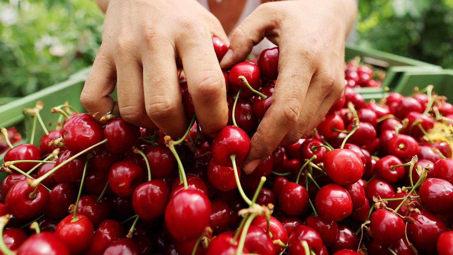 Kirschen und andere Früchte wie Stachelbeeren, Mirabellen und mehr versüßen uns den Juli.
Kirschen und andere Früchte wie Stachelbeeren, Mirabellen und mehr versüßen uns den Juli.
