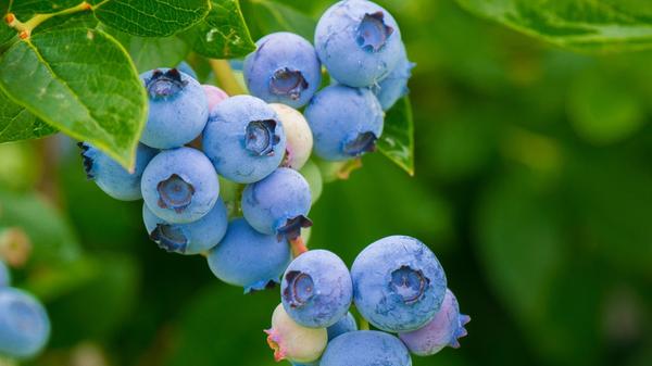 Heidelbeeren sind zum einen kalorienarm und zum anderen sehr reich an wertvollen Inhaltsstoffen. Da sie zusätzlich wenig Zucker enthalten, werden Heidelbeeren oft in Rezepten zum Abnehmen genutzt. Sie punkten mit vielen Vitaminen, Mineralstoffen und Antioxidantien.