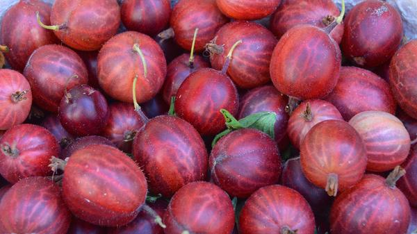 Stachelbeeren enthalten Vitamin C. Auch Vitamine der B-Gruppe stecken in den Beeren. Die B-Vitamine haben wichtige Funktionen im Stoffwechsel. An Mineralien sind zum Beispiel Kalium, Kalzium und Magnesium enthalten.
