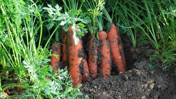 Start in die deutsche Karottensaison