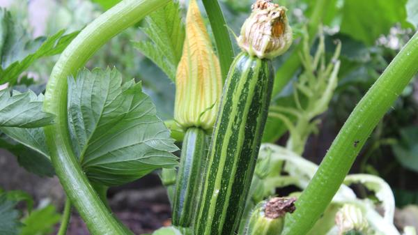 Zucchini sind reich an Vitamin C und Kalium, was wichtig für Immunsystem und Zellen ist. Sie senken den Blutzuckerspiegel und liefern eine Vielzahl an Antioxidantien.