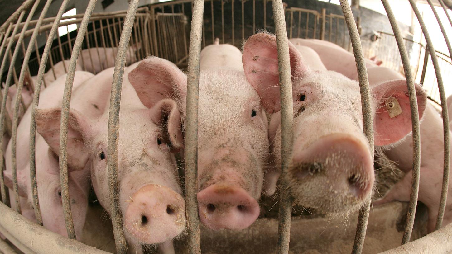 Dicht gedrängt stehen Schweine im Stall eines Mastbetriebes

