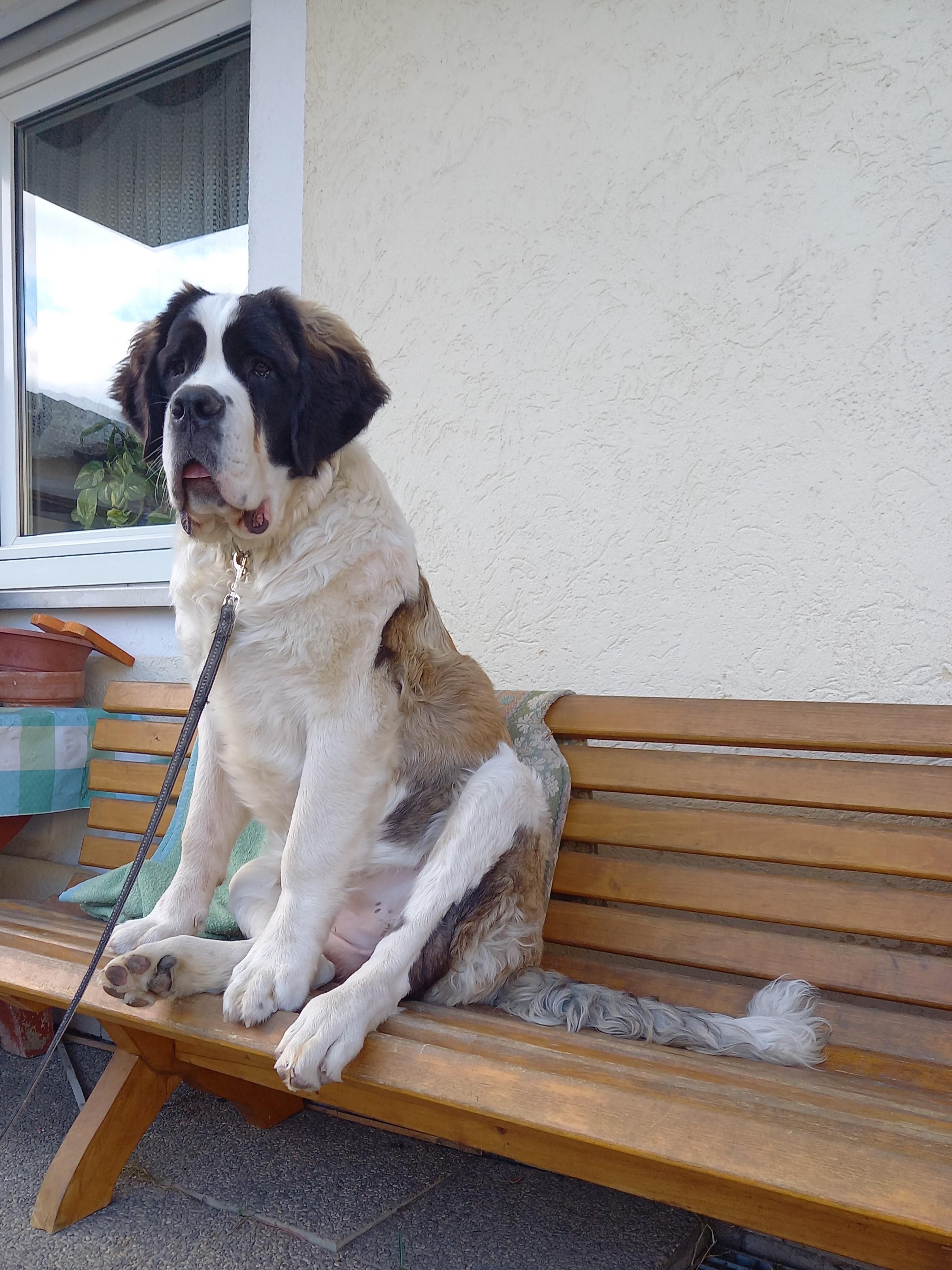 Innerlich Verblutet Gnotzheimer Berichtet Vom Qualvollen Tod Seiner Hundin Gnotzheim Gnotzheim Gunzenhausen Nordbayern