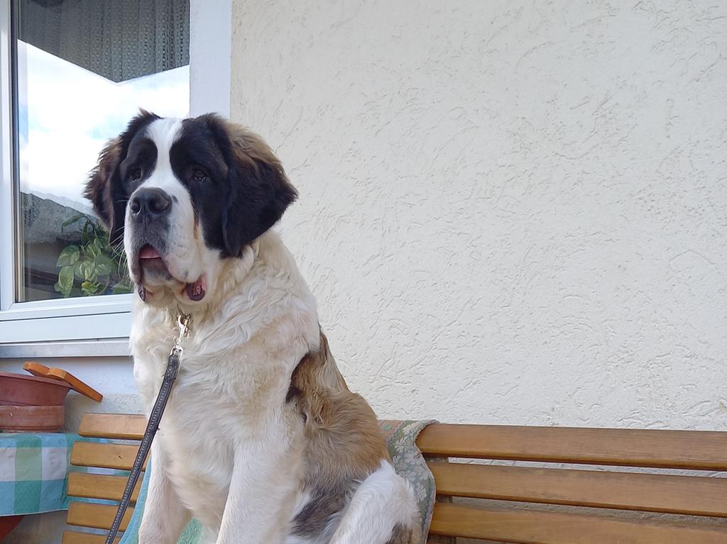 Innerlich Verblutet Gnotzheimer Berichtet Vom Qualvollen Tod Seiner Hundin Gnotzheim Gnotzheim Gunzenhausen Nordbayern Innerlich Verblutet Gnotzheimer Berichtet Vom Qualvollen Tod Seiner Hundin Gnotzheim Gnotzheim Gunzenhausen Nordbayern