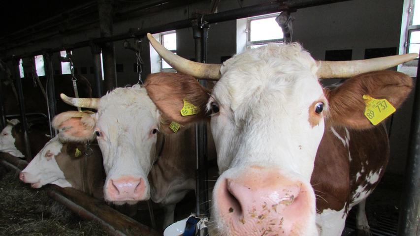 Die Zeit der kleinen bäuerlichen Familienbetriebe ist auch in Bayern endgültig vorbei. Das zeigen auch die Zahlen bei den Rindern. Die Zahl der rinderhaltenden Betriebe ist in den vergangenen zehn Jahren um 29,1 Prozent, die Zahl der milchkuhhaltenden Betriebe sogar um 36,7 Prozent auf nun 26.609 Betriebe mit 1.118.491 Milchkühen zurückgegangen. Im Jahr 2010 standen im Schnitt noch rund 30 Kühe in den Ställen der bayerischen Milchviehhalter, zehn Jahre später waren es bereits 42. Bundesweit wurden sogar durchschnittlich 72 Milchkühe je Betrieb gehalten.