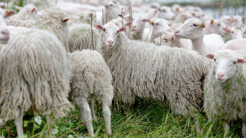 Auch die Schafhaltung hat in Bayern in den vergangenen zehn Jahren an Bedeutung verloren: Während die Zahl der Betriebe von 6255 auf 5048 zurückging (-19,3 Prozent), verringerten sich die Tierbestände von 387.725 auf 312.626 Schafe (-19,4 Prozent). Damit hielt ein Betrieb im Jahr 2020 unverändert im Durchschnitt 62 Schafe (Deutschland: 91 Schafe je Betrieb). Hier ist also anders als bei Rindern und Schweinen kein Trend zu größeren Betrieben erkennbar. 