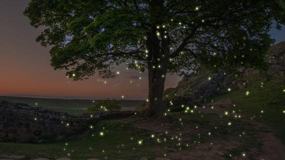 Nach dem Sex das Licht aus: Zehn faszinierende Fakten über Glühwürmchen
