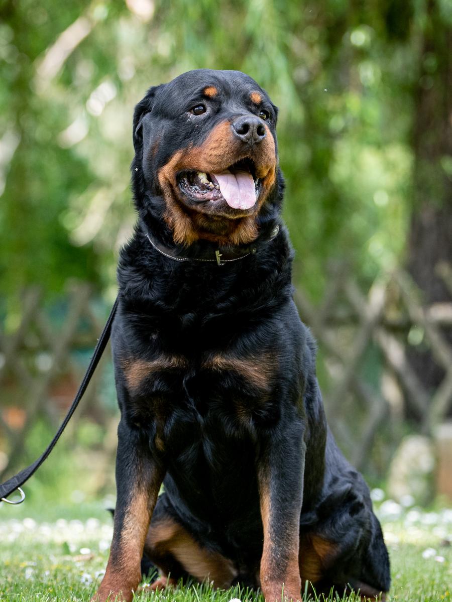 Rottweiler Banjo, ein fünfjähriger Rüde, ist ein wunderschöner Vertreter seiner Rasse, er gehört jedoch zu der schwierigen Sorte, so das Tierheim. Banjo ist wachsam, zu Hause ruhig und kann bis zu zwei Stunden alleine bleiben. „Wenn er Vertrauen in der Familie gefasst hat, ist er ein sehr netter Hund, Fremden gegenüber äußerst wachsam.“ Hier sind Rottweiler-Kenner oder Menschen, die Erfahrung mit schwierigeren Hunden haben, gesucht.
Mehr Informationen gibt es beim Tierheim Nürnberg, Stadenstraße 90, 90491 Nürnberg, Telefon (0911) 919890.
Rottweiler Banjo, ein fünfjähriger Rüde, ist ein wunderschöner Vertreter seiner Rasse, er gehört jedoch zu der schwierigen Sorte, so das Tierheim. Banjo ist wachsam, zu Hause ruhig und kann bis zu zwei Stunden alleine bleiben. „Wenn er Vertrauen in der Familie gefasst hat, ist er ein sehr netter Hund, Fremden gegenüber äußerst wachsam.“ Hier sind Rottweiler-Kenner oder Menschen, die Erfahrung mit schwierigeren Hunden haben, gesucht.
Mehr Informationen gibt es beim Tierheim Nürnberg, Stadenstraße 90, 90491 Nürnberg, Telefon (0911) 919890.